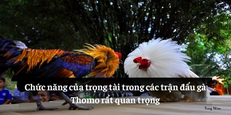 Chức năng của trọng tài trong các trận đấu gà Thomo rất quan trọng