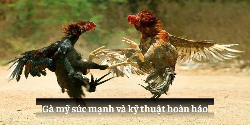 Gà mỹ: sức mạnh và kỹ thuật hoàn hảo