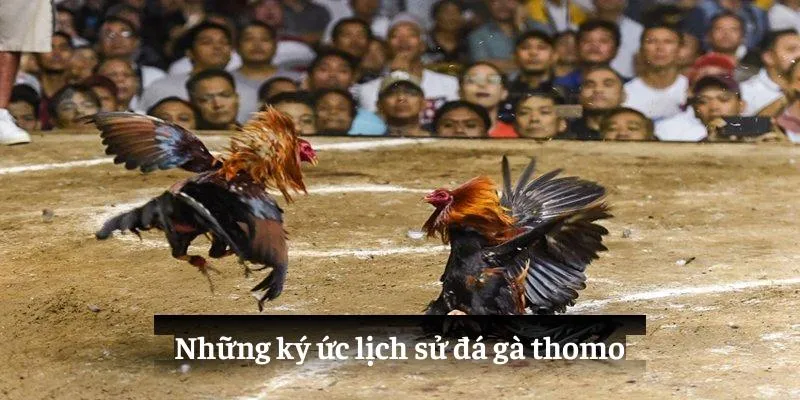 Những ký ức lịch sử đá gà thomo