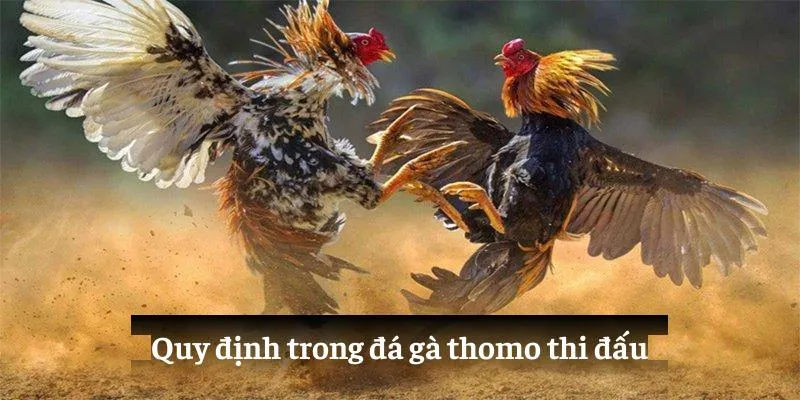 Quy định trong đá gà thomo thi đấu